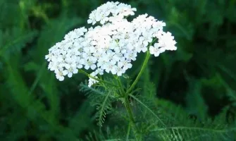 Бял равнец - скромното цвете с магическа сила