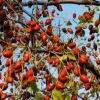Хинап – чудотворен плод за здраве и дълголетие