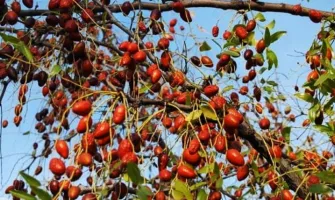 Хинап – чудотворен плод за здраве и дълголетие