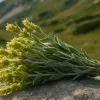 Мурсалски чай - незаменимата българска билка