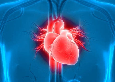Илюстрация на човешко сърце